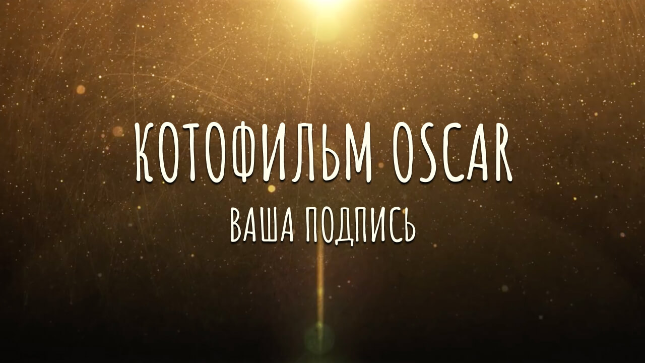 Котофильм Oscar – игры и конкурсы на юбилей Вы всегда сможете скачать